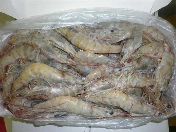冷凍水產(chǎn)品進口報關_副本.jpg