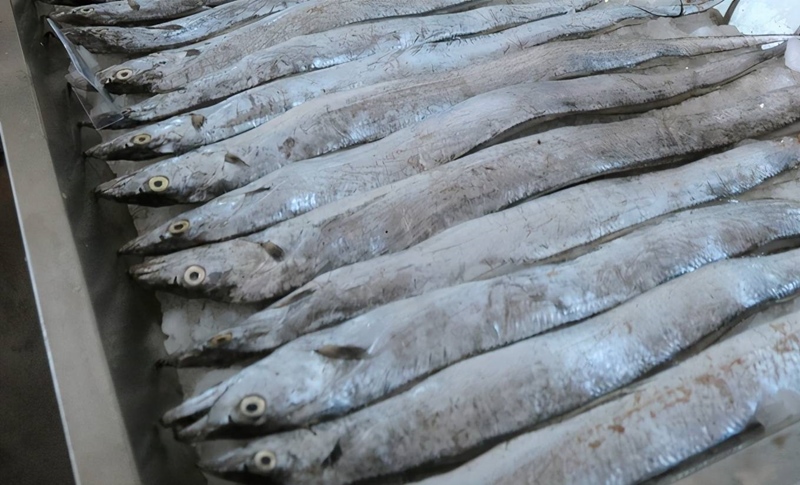 印度進(jìn)口凍帶魚報關(guān).jpg
